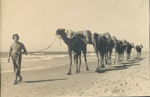 שיירת גמלים